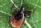 Is it ADHD, depression, anxiety or Lyme Disease? Close-up of a tick on a green leaf.